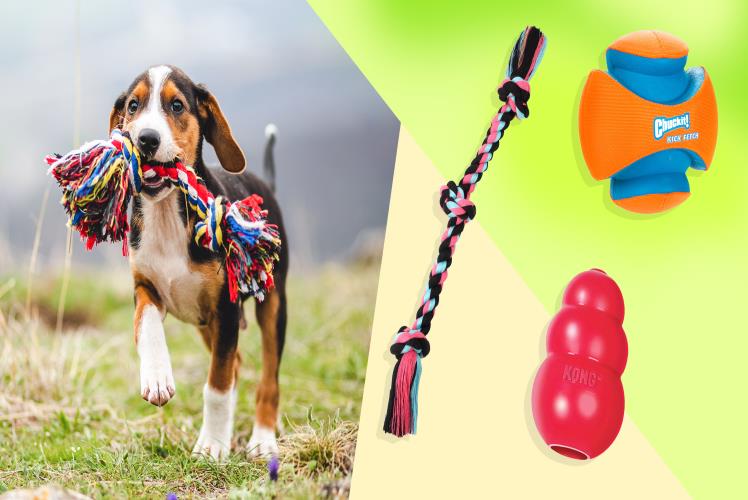 Top Accessories for Dogs