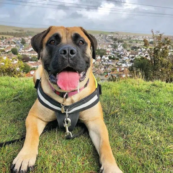 Pricelist for Dog Walking and Training in Brighton, Hove and Shoreham