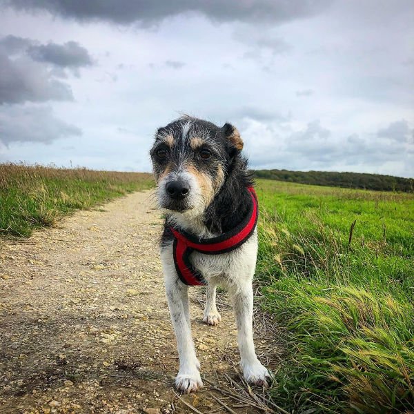 What Is There To Do In Brighton With Dogs