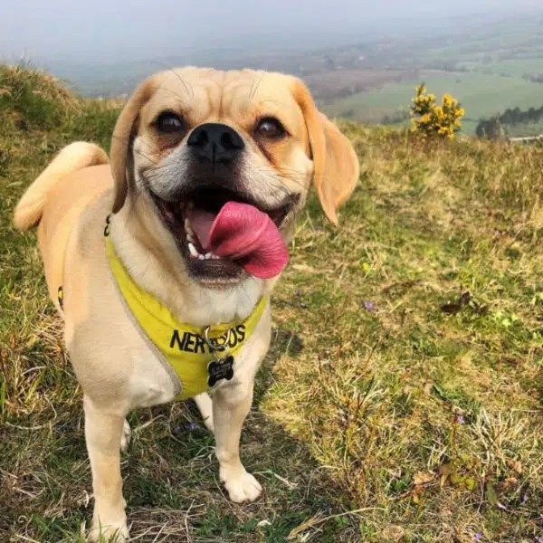 Dog Walking Services Brighton GPS Dog Tracking