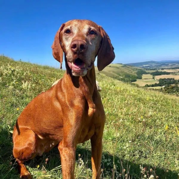 Pricelist for Dog Walking and Training in Brighton, Hove and Shoreham