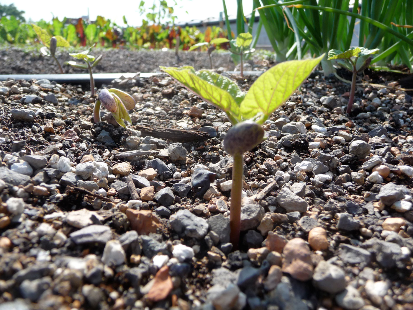 sprout Eagle Street Rooftop Farm