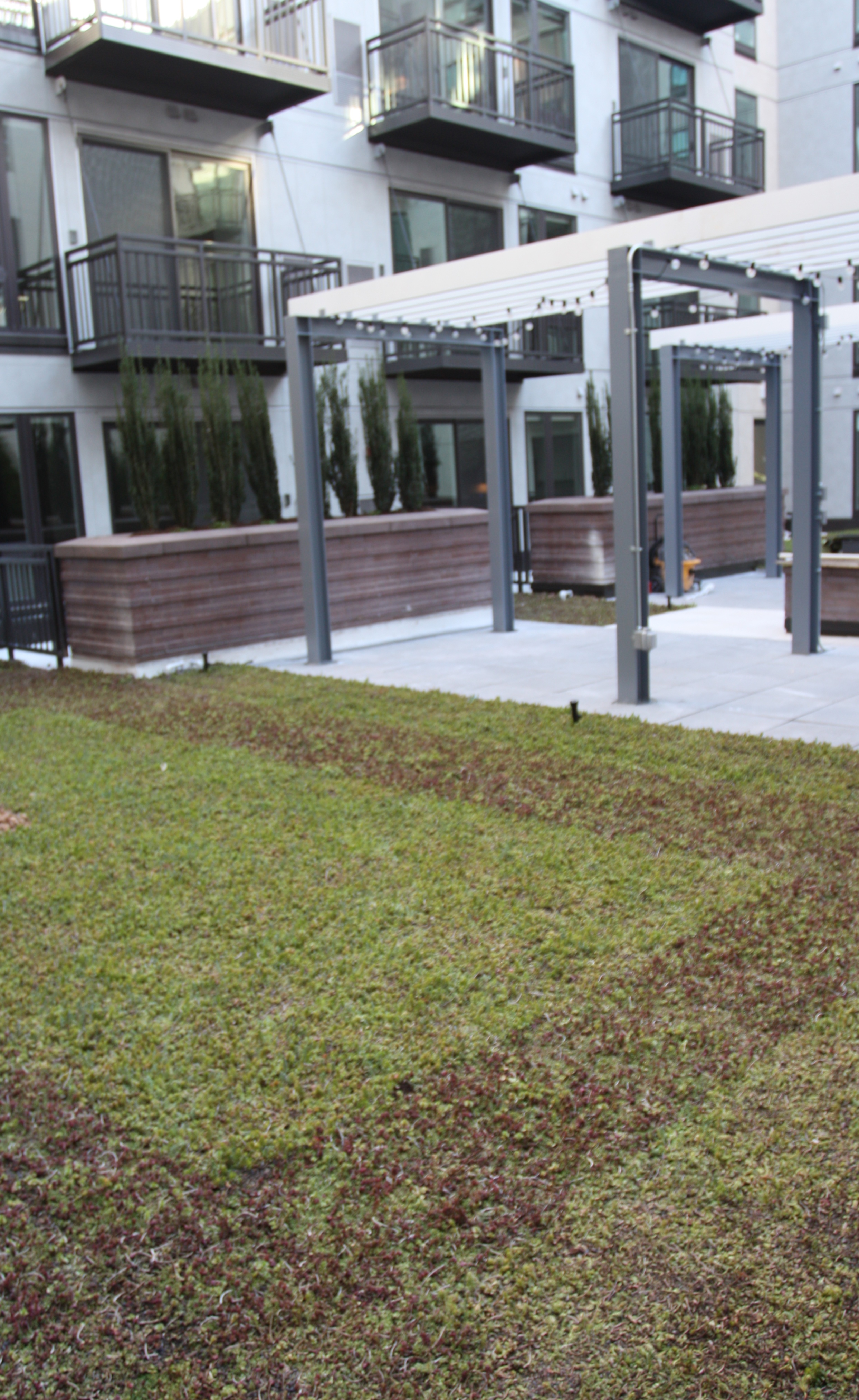 Ceylon Luxury Apartments Rooftop Sedums