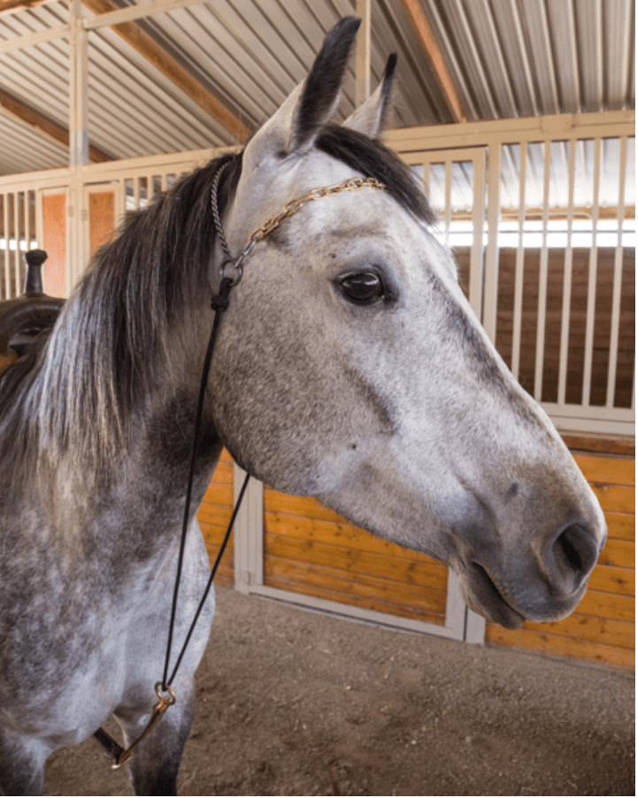 Brain Chain Roohide Saddlery