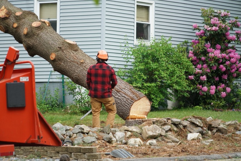 4 Compelling Reasons To Remove A Tree From Your Yard RooHome