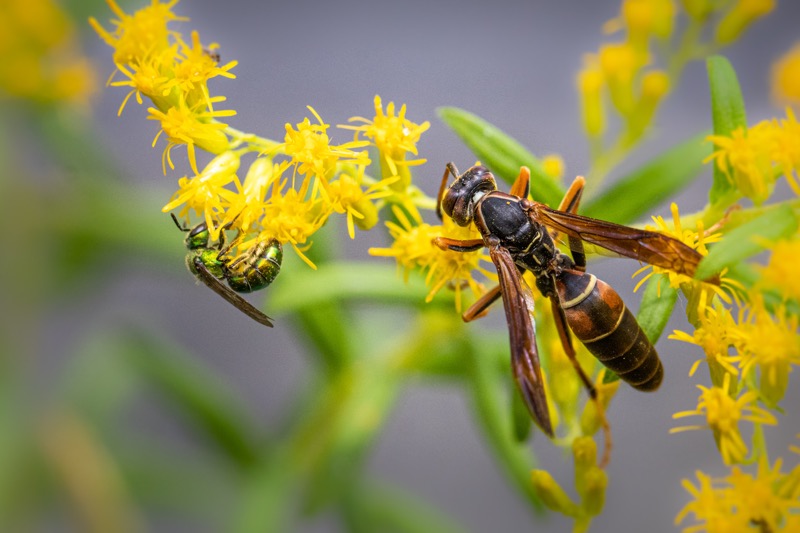 TimeTested Tips for Getting Rid of Wasps RooHome