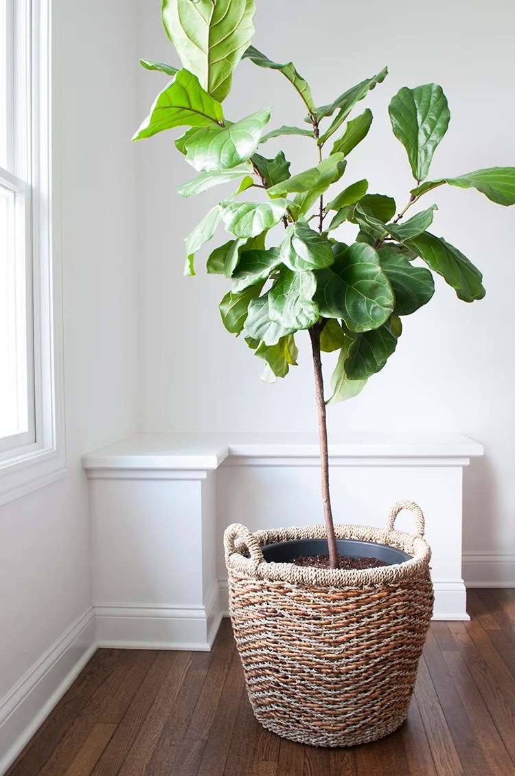 How To Repot A Fiddle Leaf Fig Tree Room For Tuesday