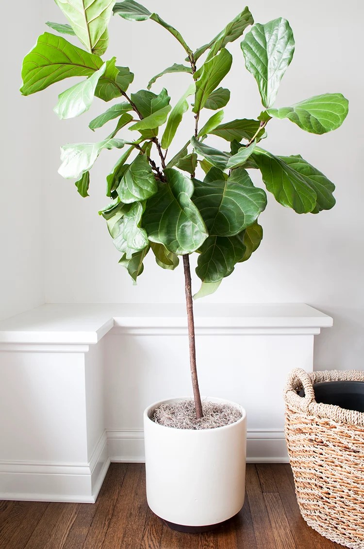 How To Repot A Fiddle Leaf Fig Tree Room For Tuesday