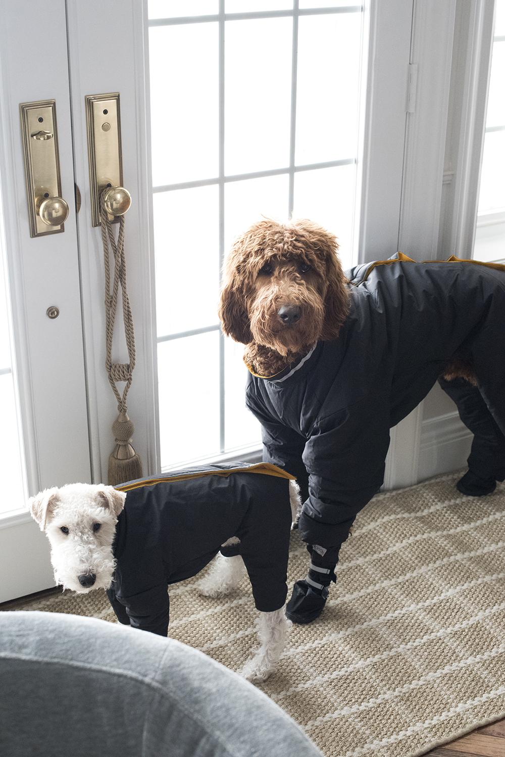 Dogs in Snow Suits Room For Tuesday