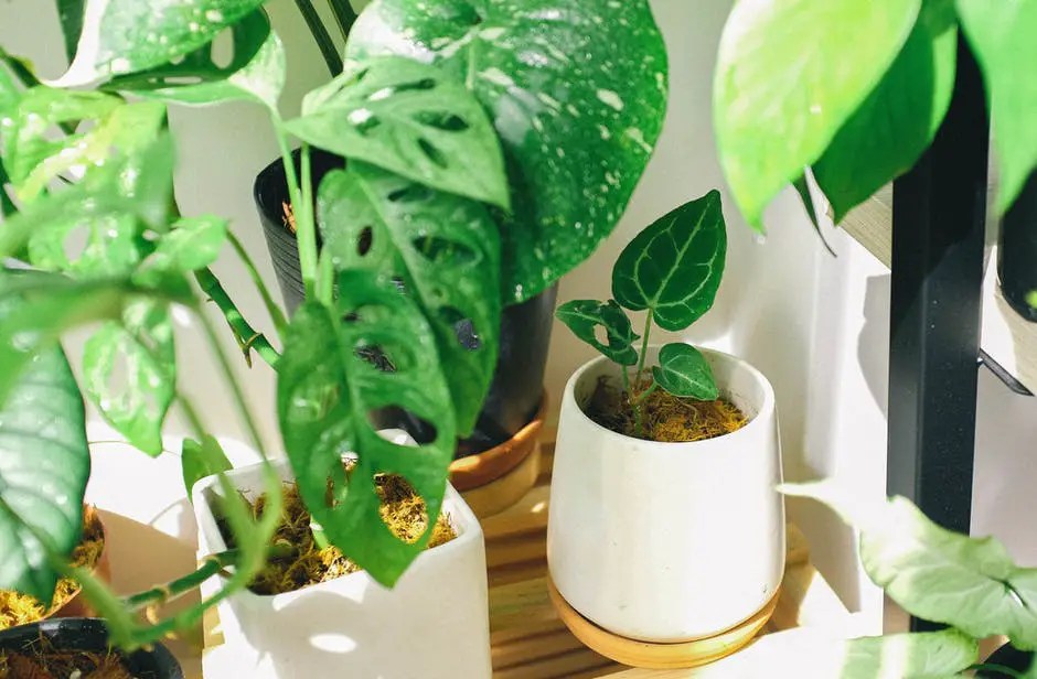 Easy Plant Guide How Long Can an Average Plant Live Without Water?