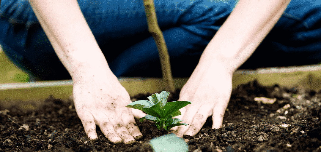 How to Transplant Seedlings to your Raised Garden Bed Roost & Root