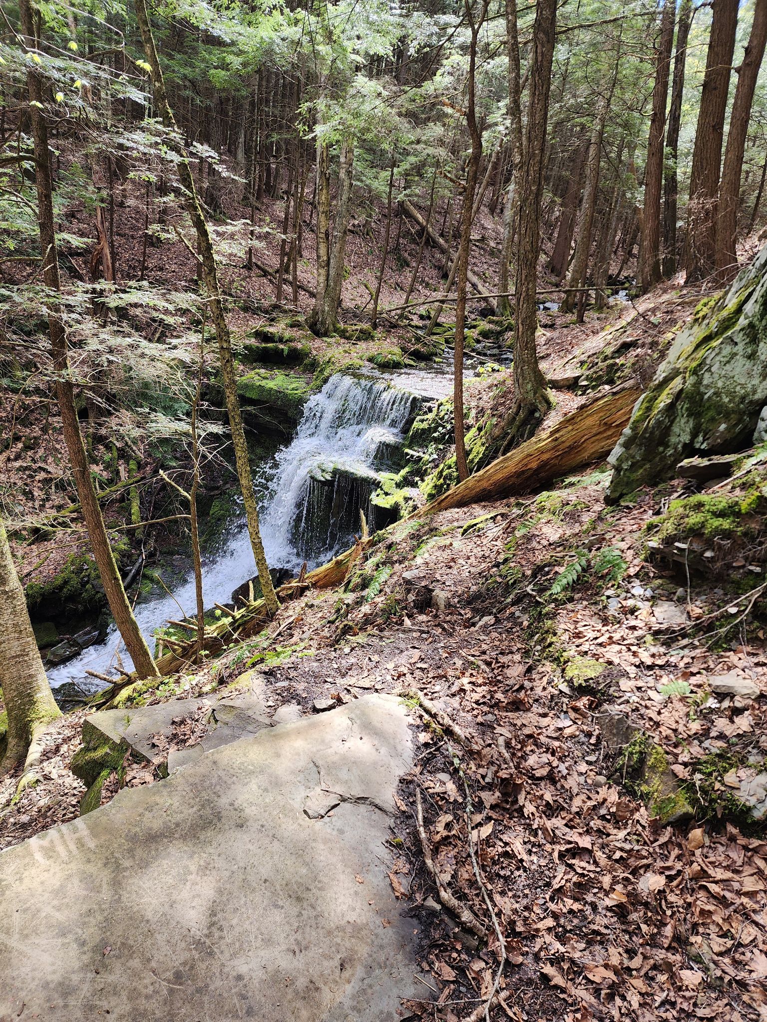 Mud Lake Roost with a view