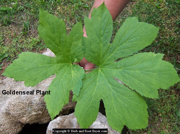 Goldenseal Hydrastis Canadensis Root Buyer