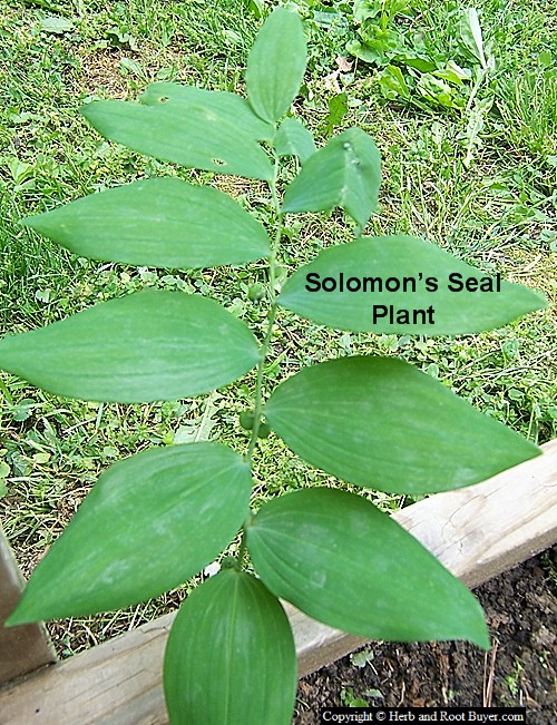 Solomon’s Seal Root Polygonatum biflorum Root Buyer