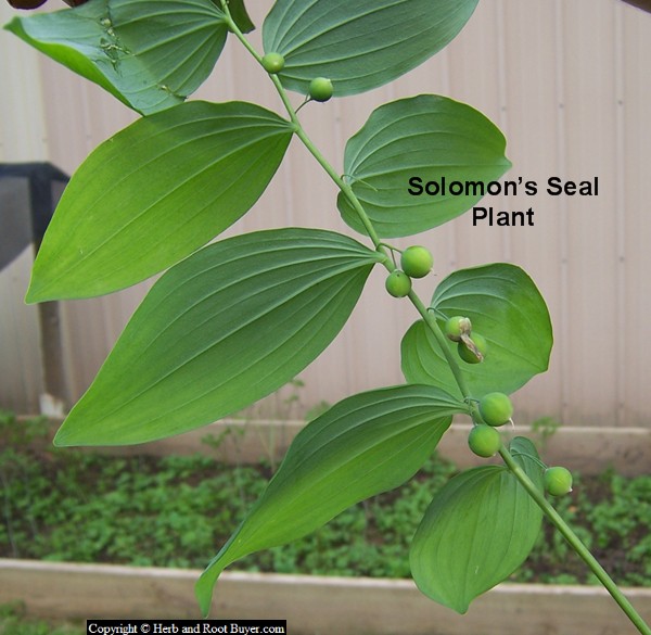 Solomon’s Seal Root Polygonatum biflorum Root Buyer