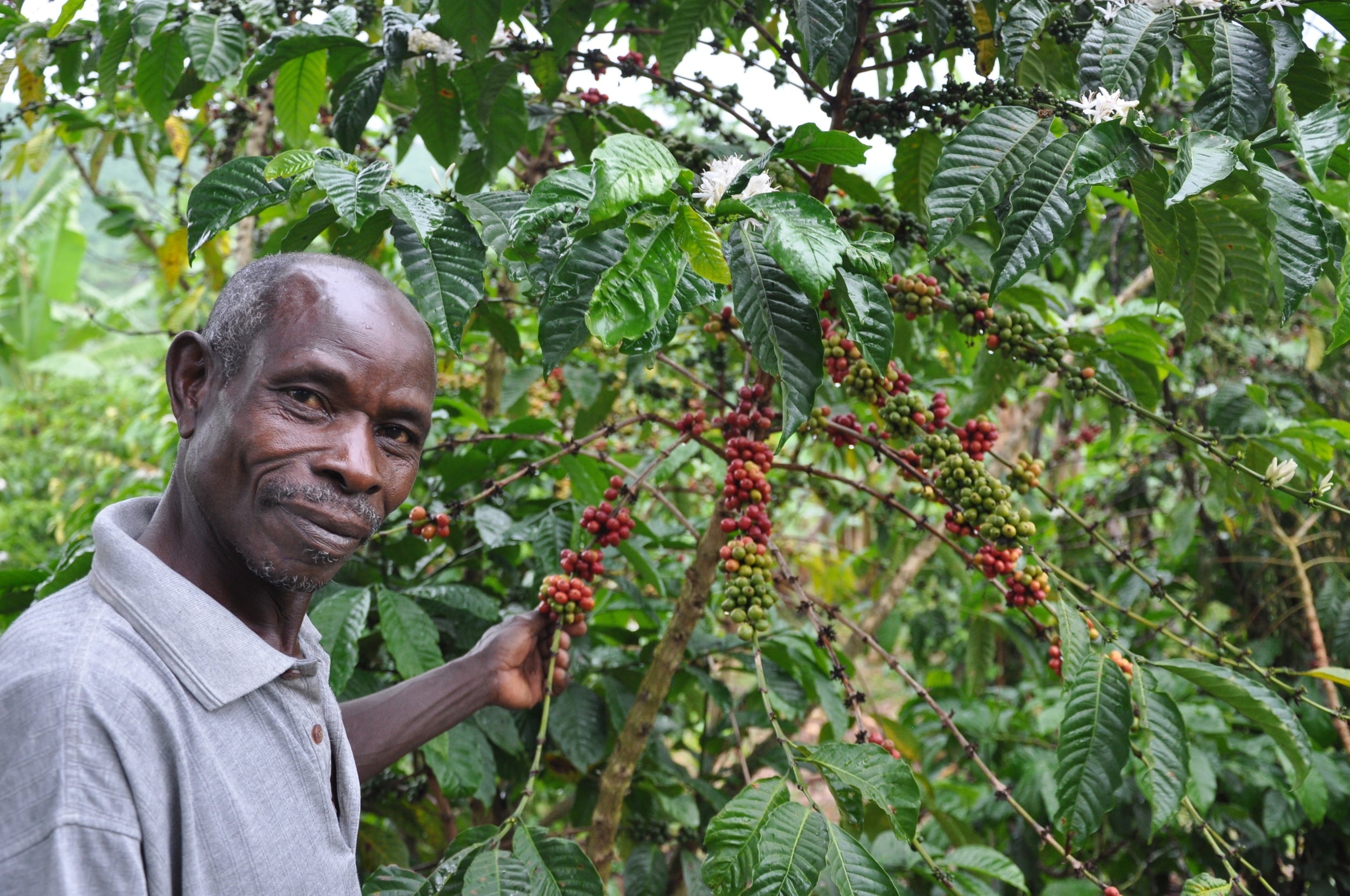 Investing in Uganda’s Coffee Sector Root Capital