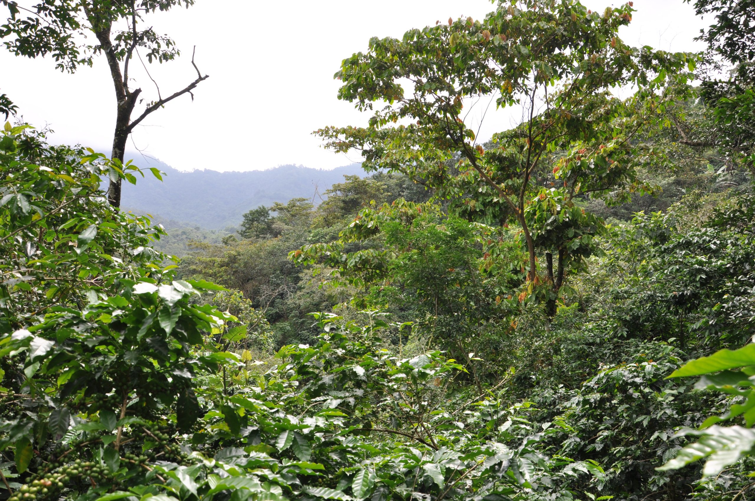 ShadeGrown Coffee What’s the Big Deal? Root Capital