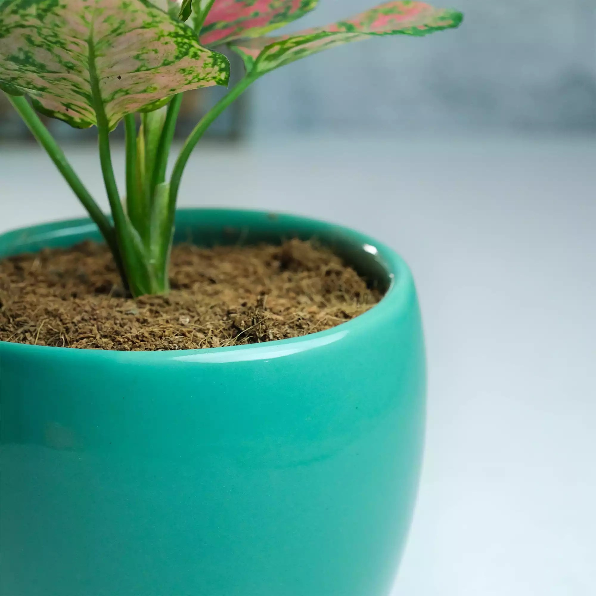 Rooted Buy Plants, Pots & More Online