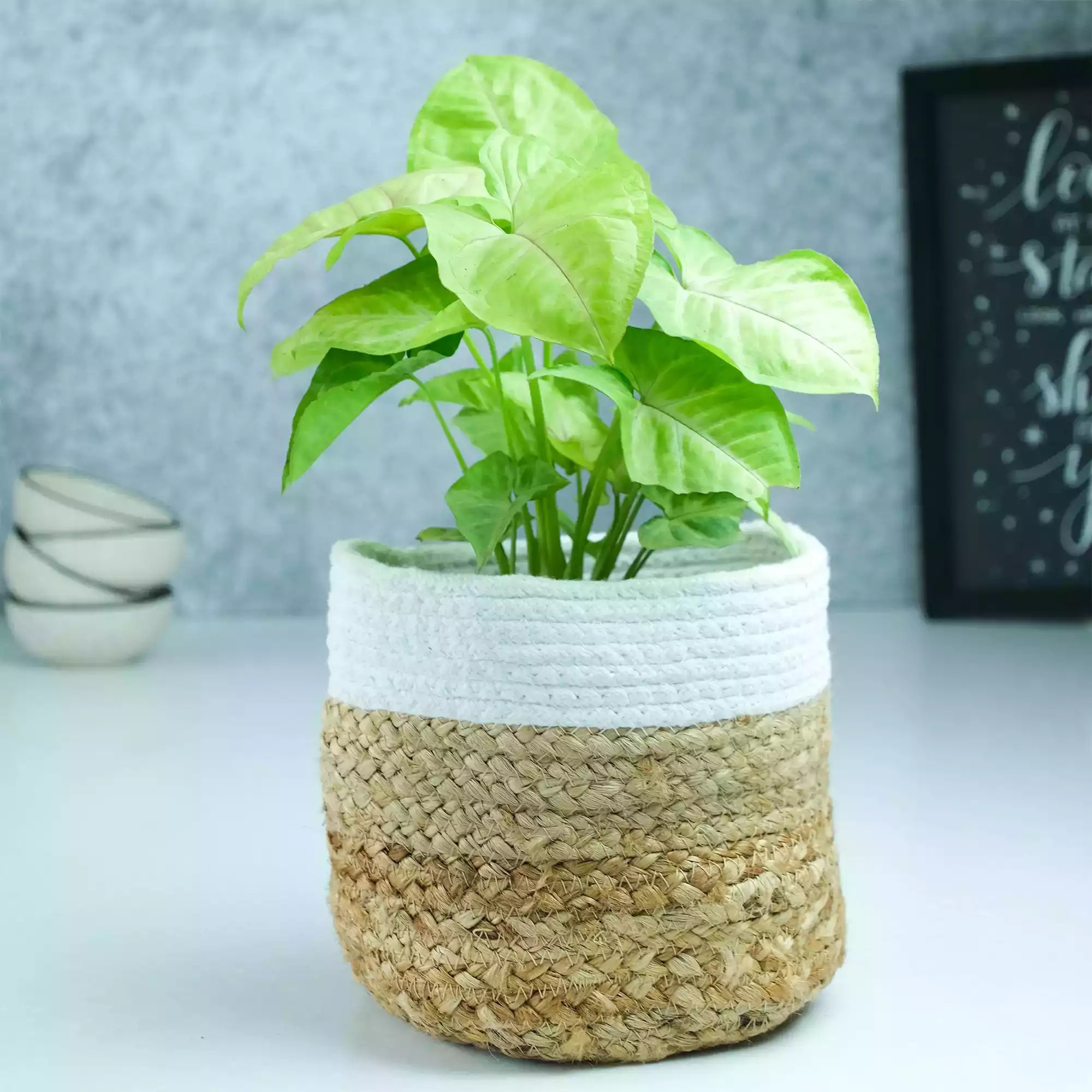 Buy Handcrafted Tripatched Jute Flower Pot Online Up to 20 OFF