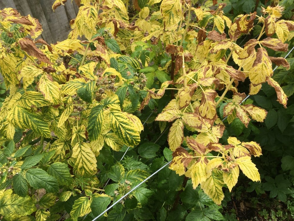 Raspberry Leaves Turning Yellow And Brown