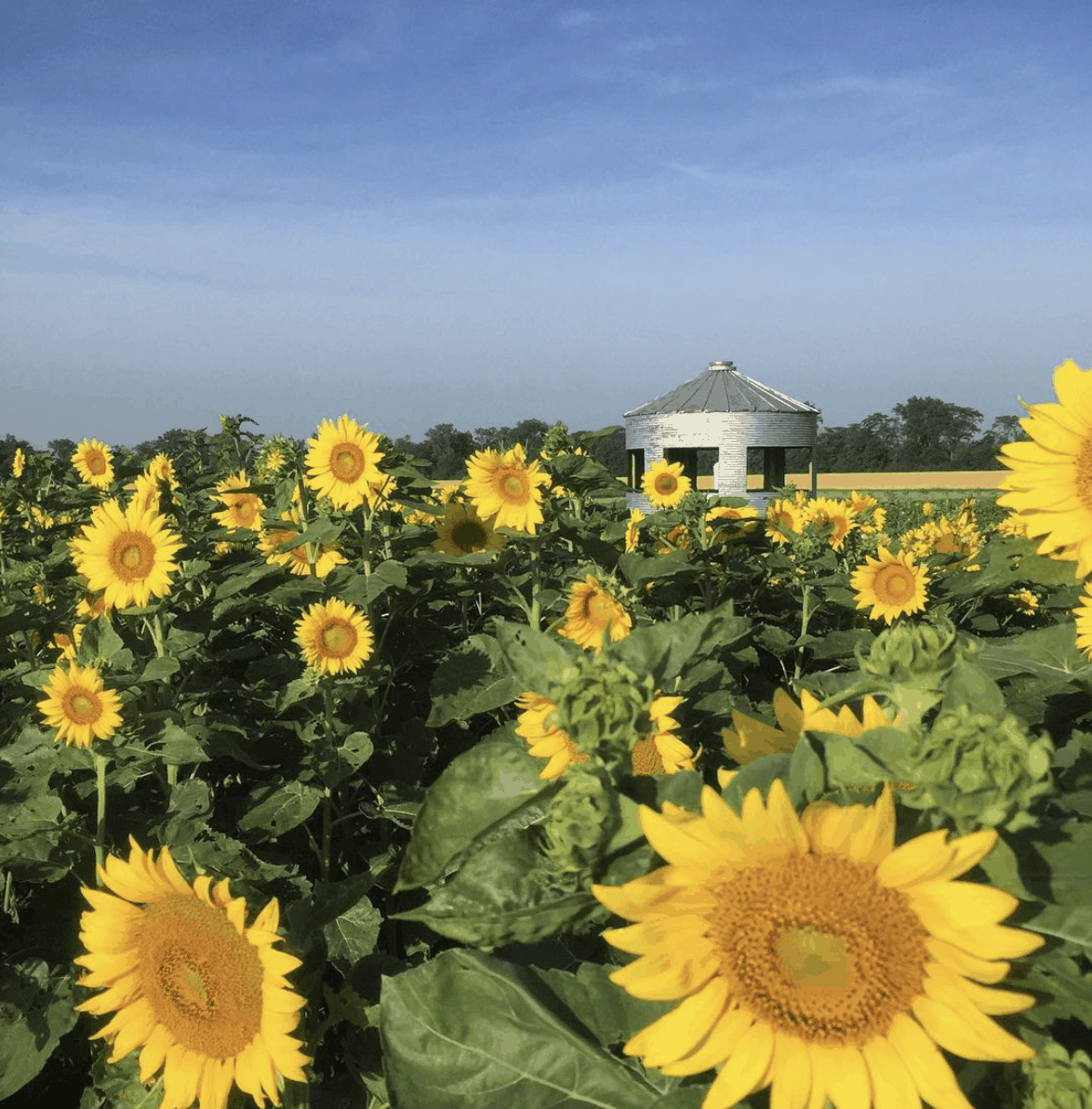 Where to Find the Best Ohio Sunflowers This Year