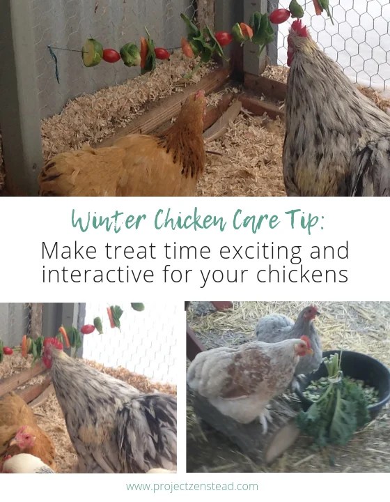 Chicken entertainment tips 11 Rooted Revival