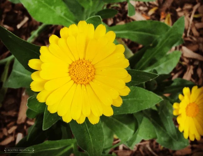 Companion Plant Profile Calendula Rooted Revival