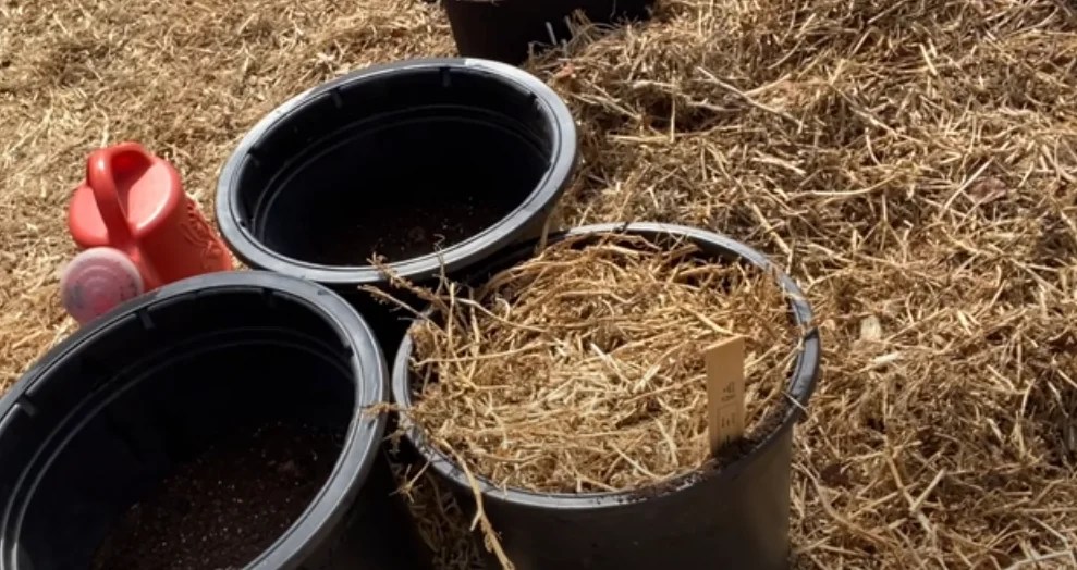 Growing Potatoes In Buckets With Straw 2024 Rooted Revival