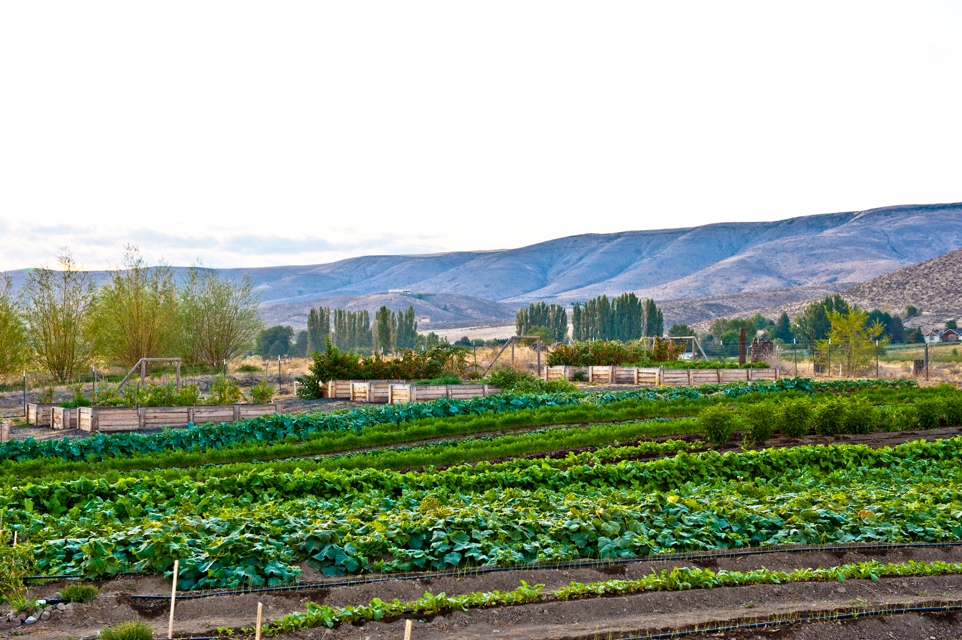 prosser_fields_landscape rooted