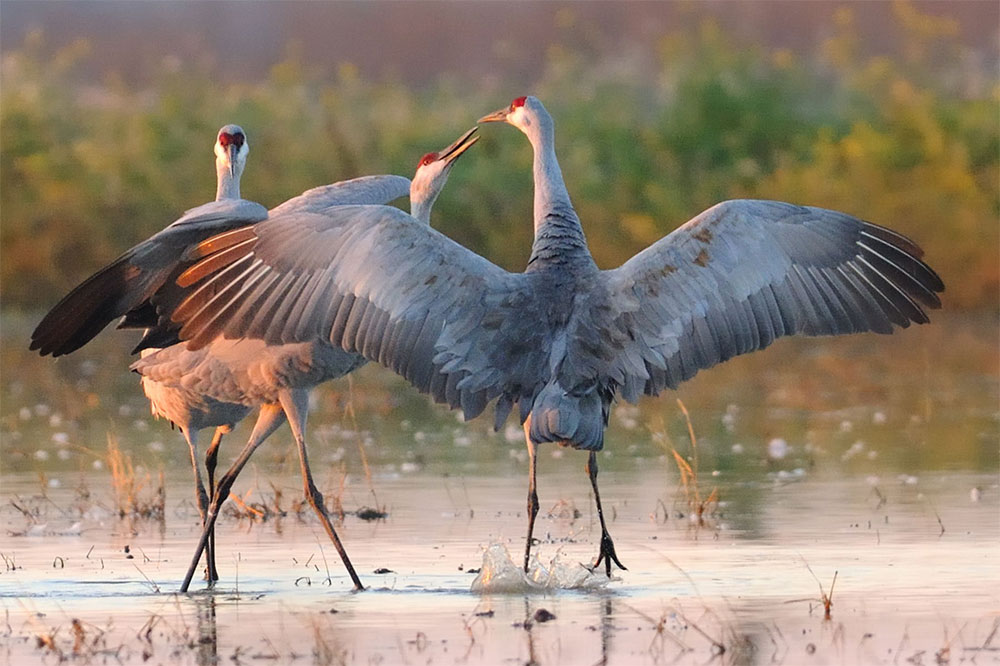 NATIONAL WILDLIFE REFUGES US FISH AND WILDLIFE SERVICE Root House Studio