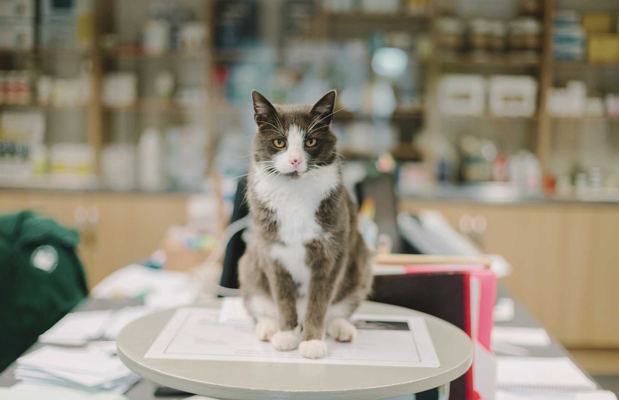 Veterinary Pharmacy In Preston, MN 55965 Root River Veterinary Center