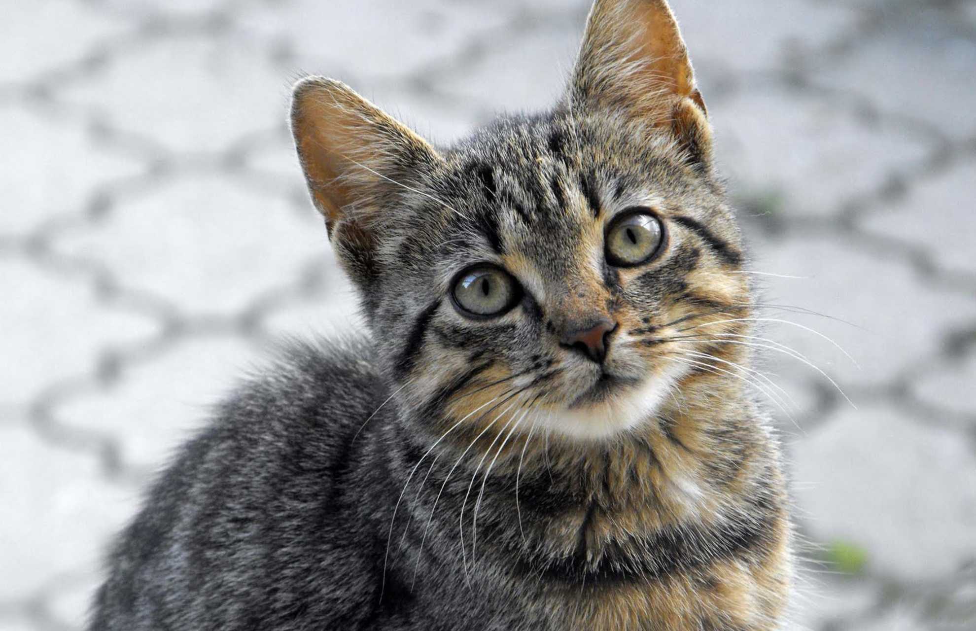 Preston, MN Veterinary FAQs Root River Veterinary Center