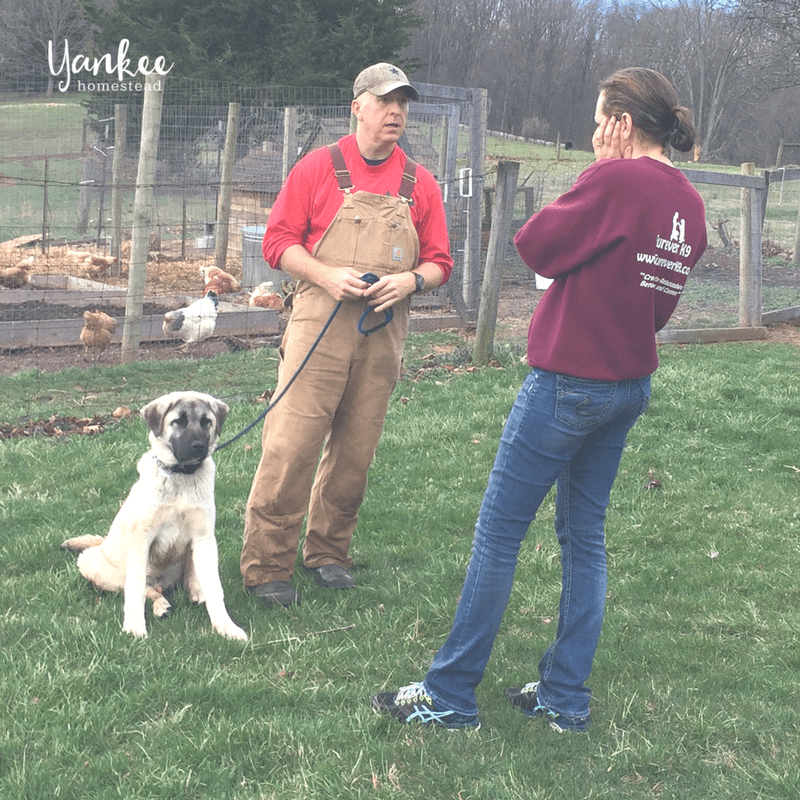 The Best Livestock Guardian Dog for Chickens Roots & Boots