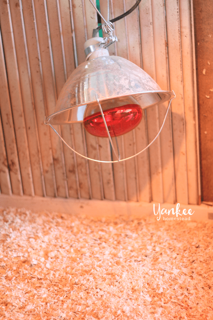 brooderpen13 Roots & Boots