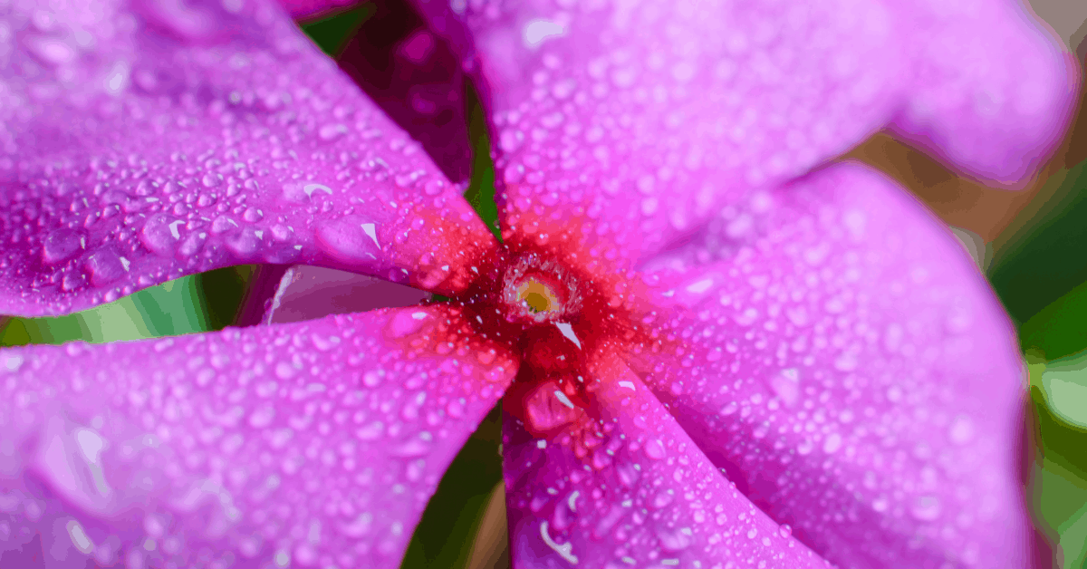 Every Day, Color Annual Vinca In Your Garden) ⋆ Roots and Maps