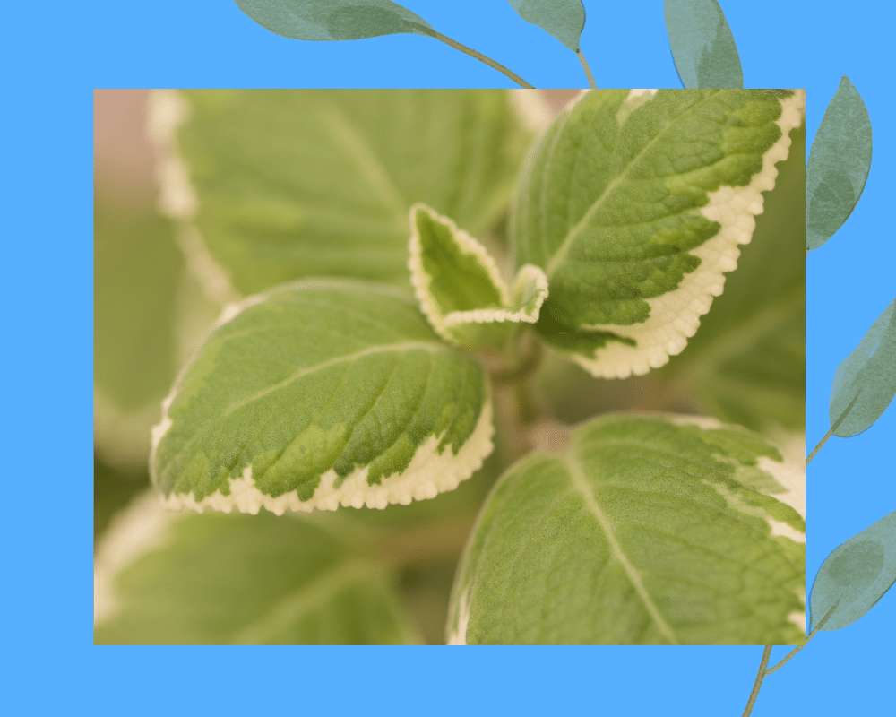 Variegated Cuban Oregano Garden To Kitchen ⋆ Roots and Maps