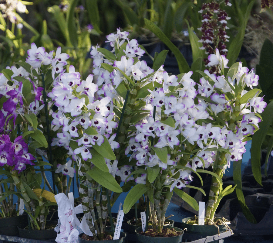 How To Clean And Disinfect Your Garden Tools For Healthier Plants ⋆