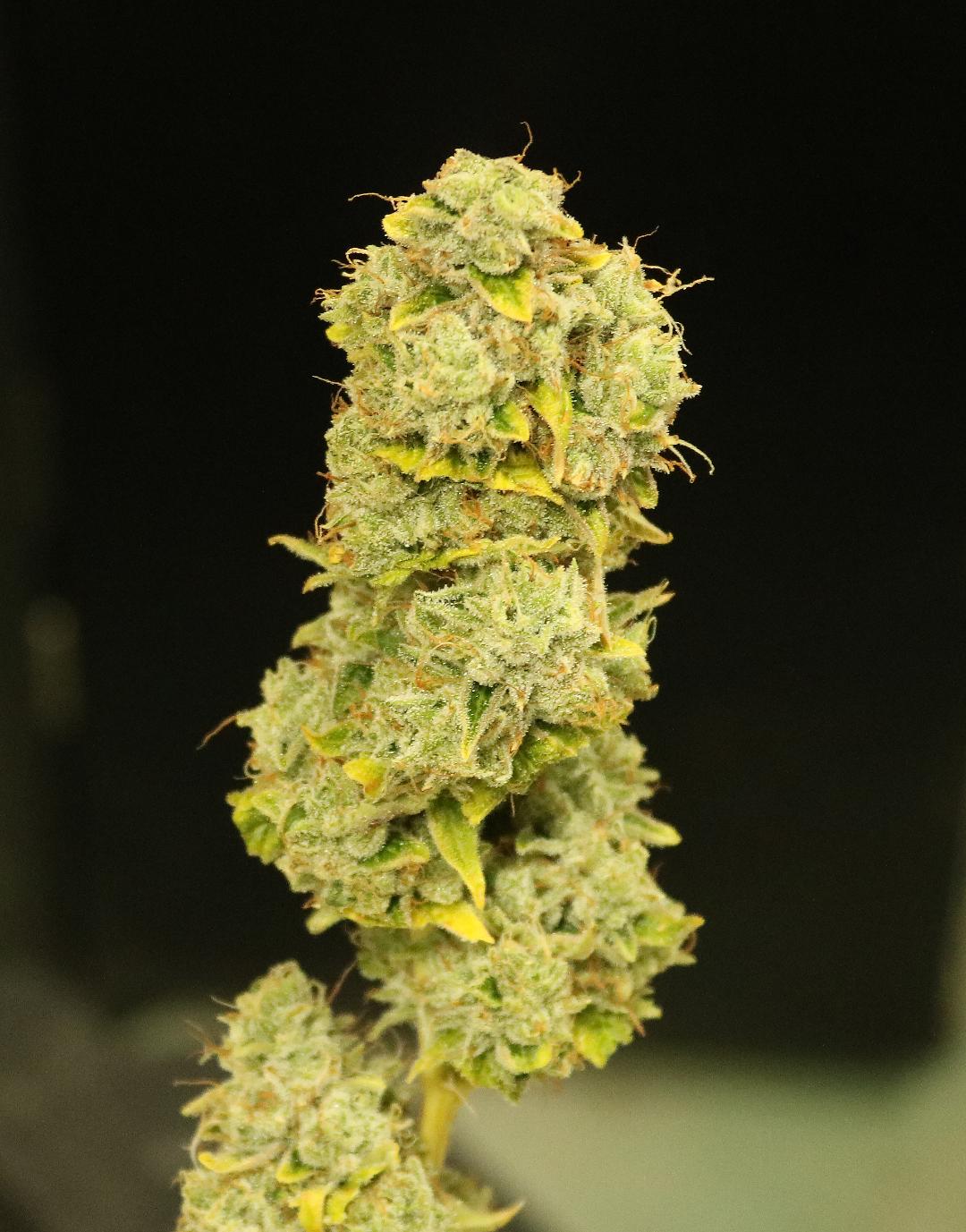 Jet Fuel Odder Popz Strain Clones for Sale Roots Cannabis Nursery