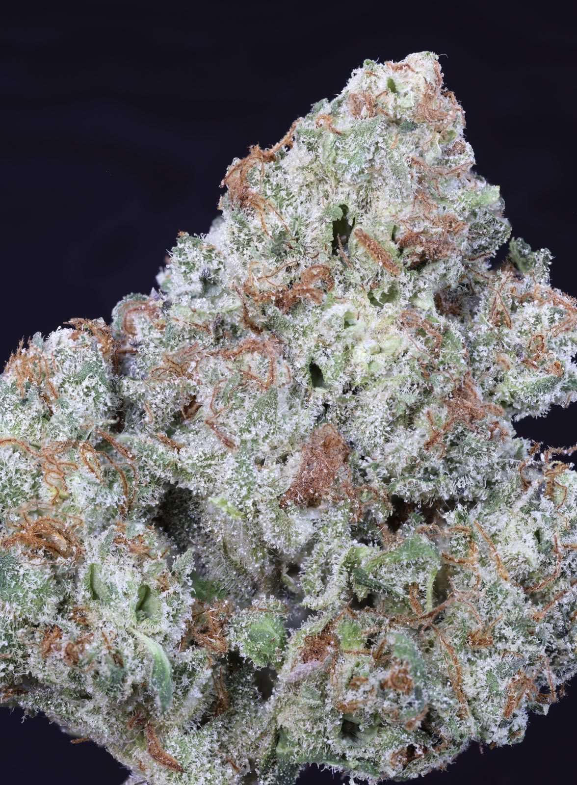 Sour Diesel x Gelato 1 Feminized Cannabis Seed Rootseller Seeds