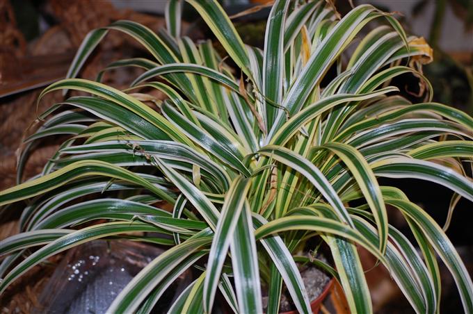 Different Types of Spider Plants. The search...
