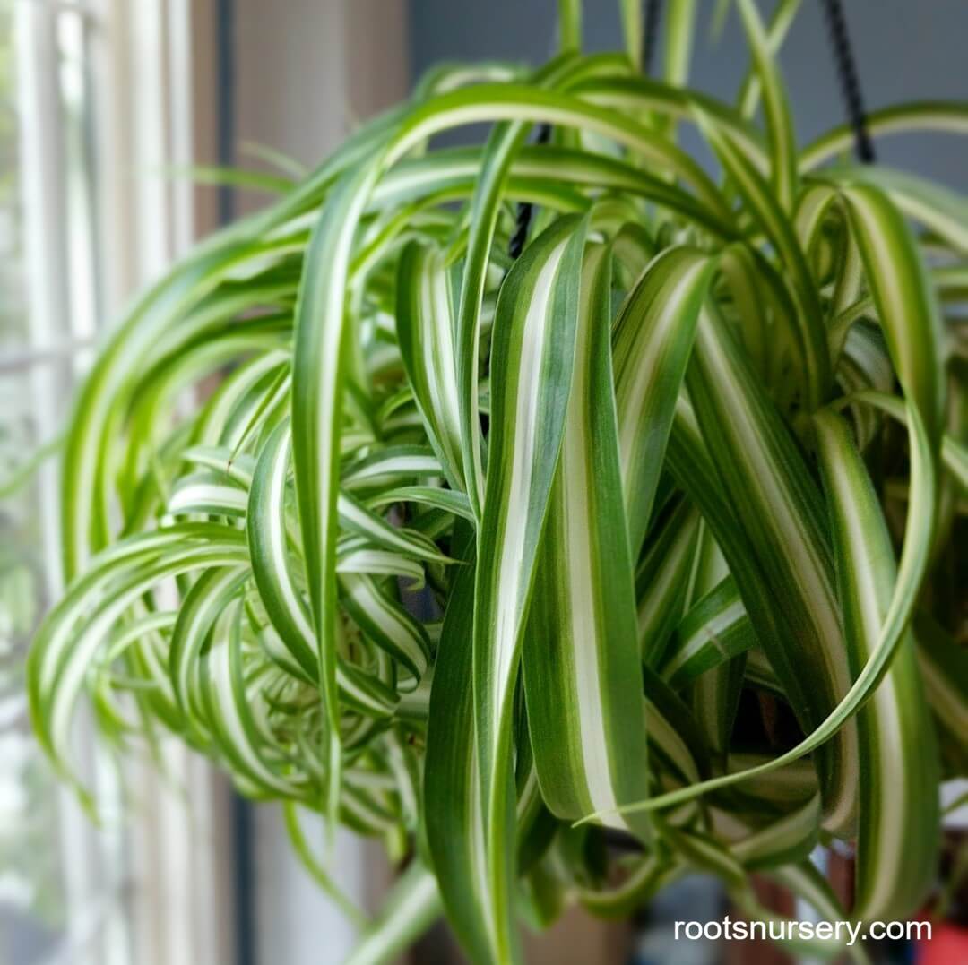 Spider Plant Care Roots Nursery
