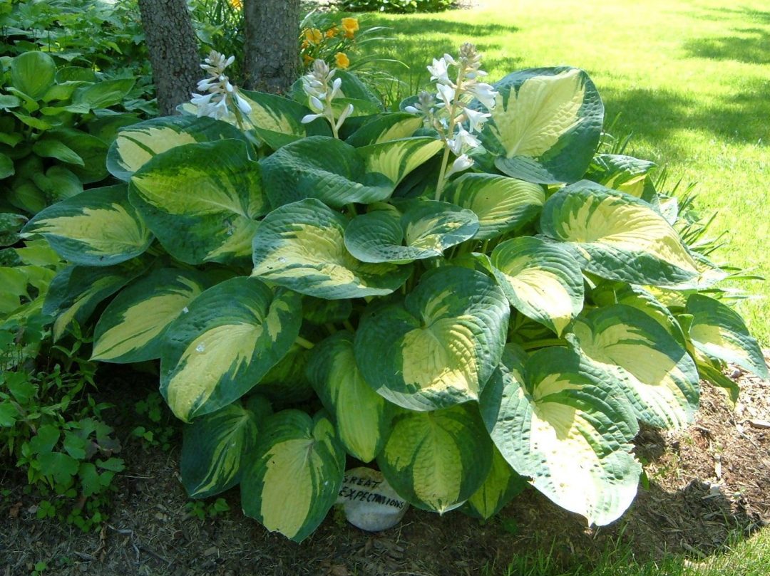 Hosta 'Great Expectations' Roots Nursery