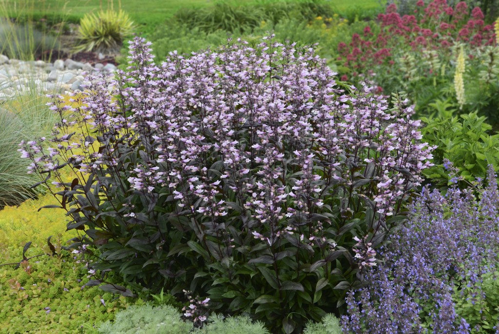 Penstemon 'Husker Red' Roots Nursery