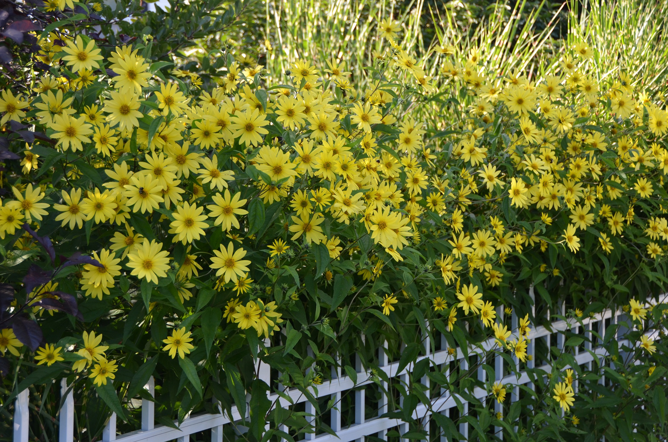 Helianthus 'Lemon Queen' Roots Nursery