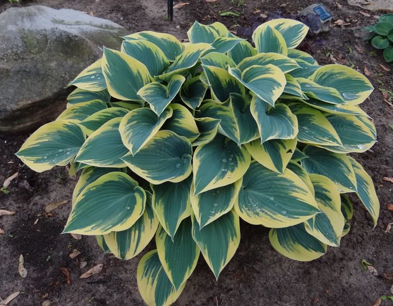Hosta 'First Frost' Roots Nursery