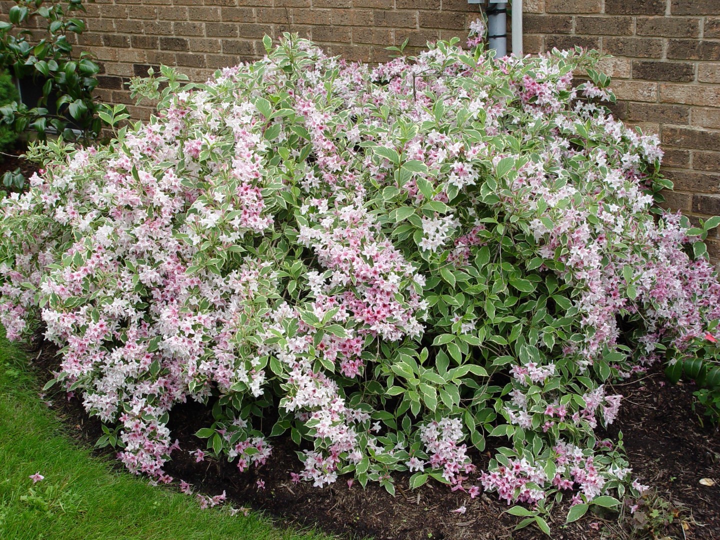 Dwarf Variegated Weigela Roots Nursery
