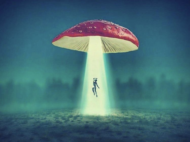 5 tips for your FIRST magic mushroom trip roots to realms