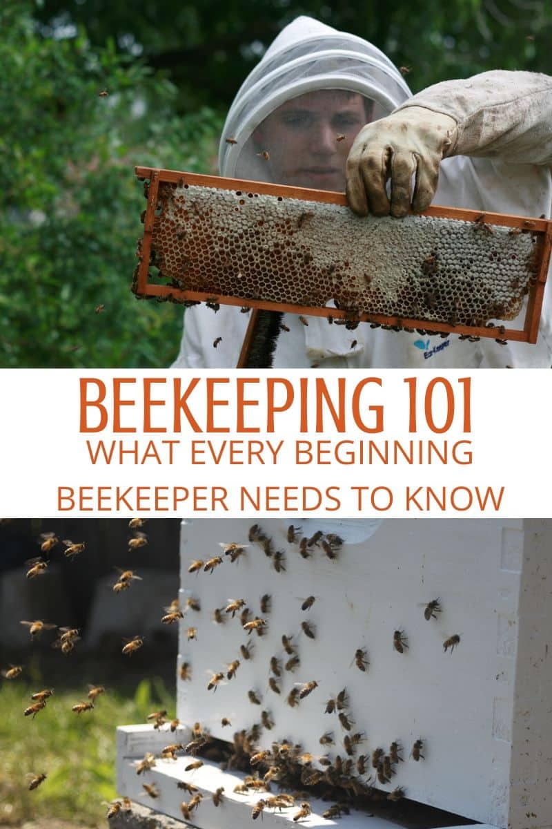 Beekeeping 101 What beginner beekeepers need to know Rootsy Network