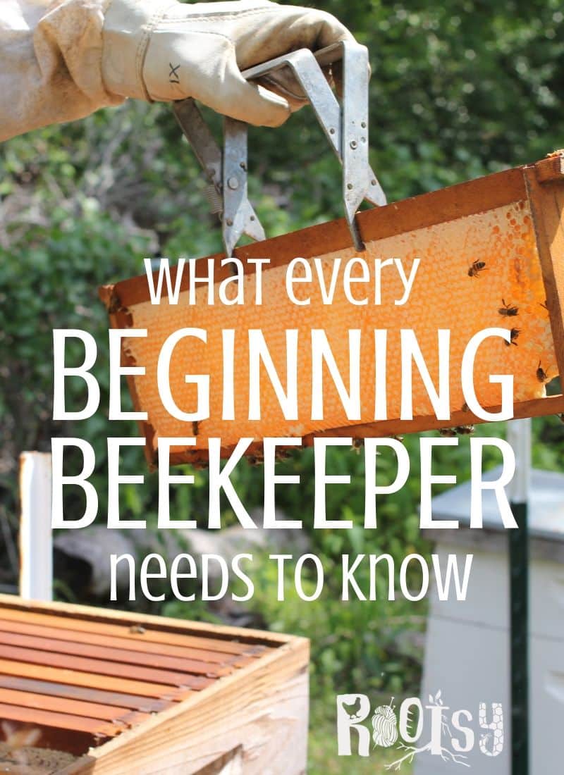 Beekeeping 101 What beginner beekeepers need to know Rootsy Network