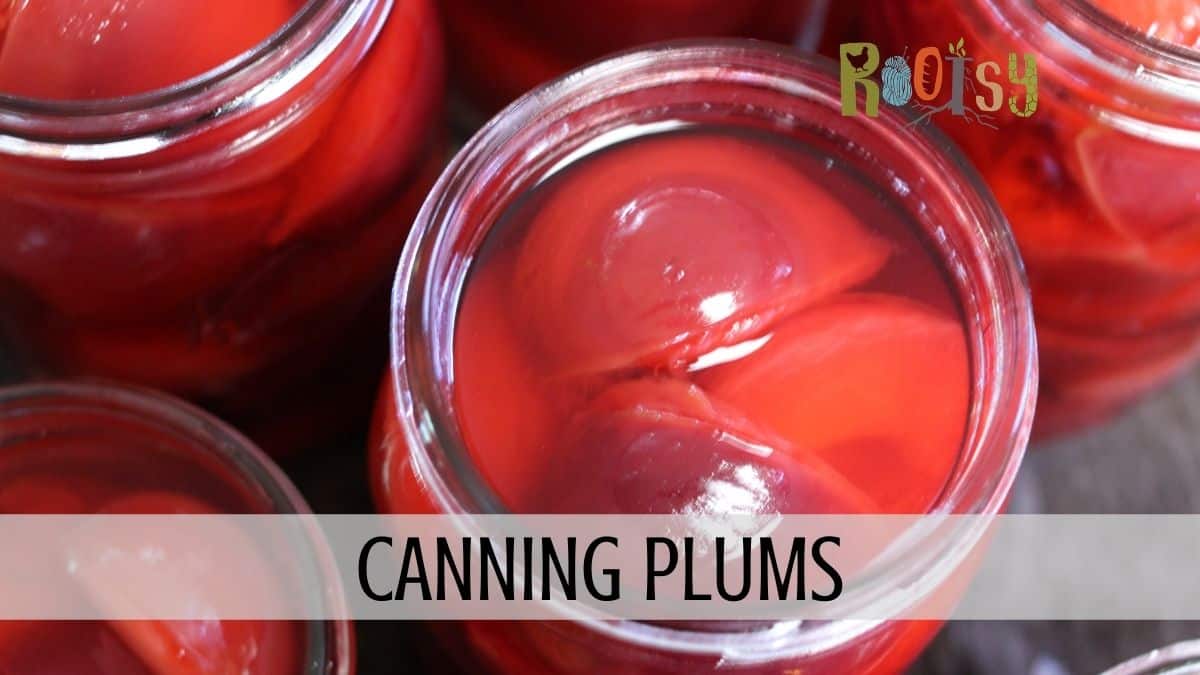 Canning Plums Rootsy Network